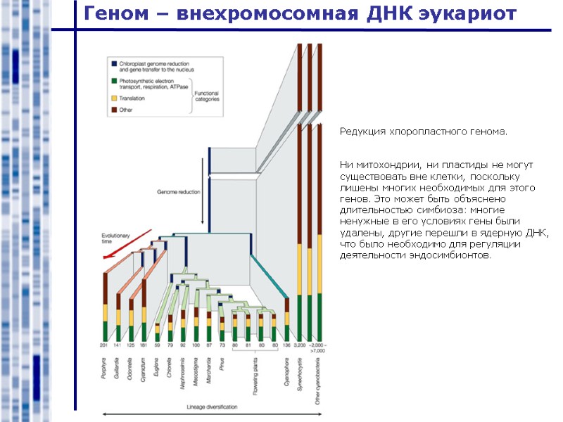 Геном – внехромосомная ДНК эукариот Редукция хлоропластного генома.   Ни митохондрии, ни пластиды